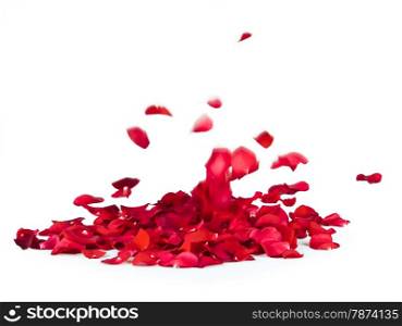 Falling rose petals on white background