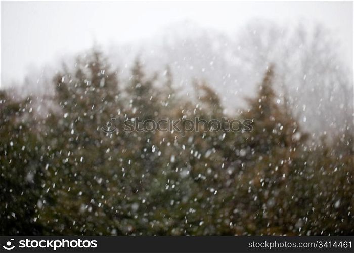 Falling snow flakes caught in the camera as a blizzard covers fir trees in the background