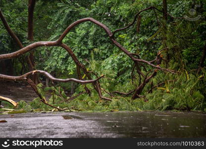 Falling tree debris block road in forest after rain storm. Tree and obstacle.