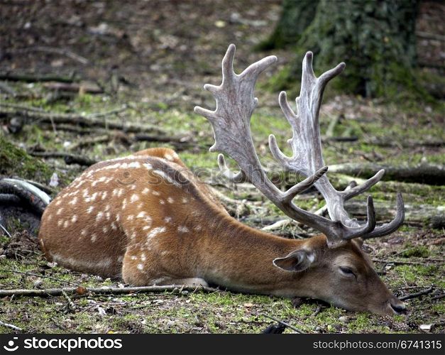 Fallow brown. brown deer resting in the forest