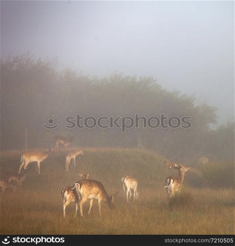 fallow dear in warm sunlight and morning mist on countryside of lower saxony in germany