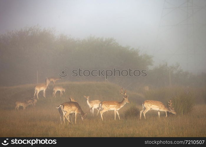 fallow dear in warm sunlight and morning mist on countryside of lower saxony in germany