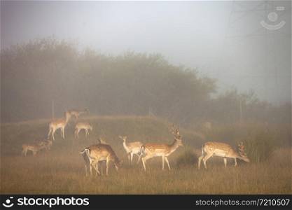 fallow dear in warm sunlight and morning mist on countryside of lower saxony in germany