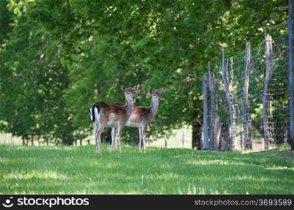 fallow deer by a fense