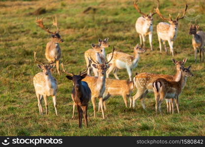 Fallow deer (Dama dama) herd stands in the meadow. Autumn in Poland. Horizontal view.