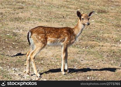 fallow deer fawn ( dama dama ) profile in the field