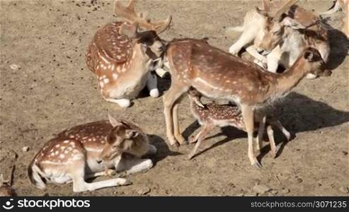 Fallow Deer hinds