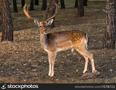 Fallow-Deer in the forest at sunset