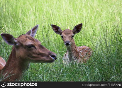 fallow deer, offspring, bambi, with mother lying in the grass