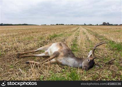 Fallow deer stag laying dead in a field
