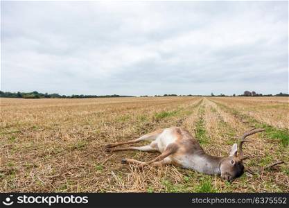Fallow deer stag laying dead in a field