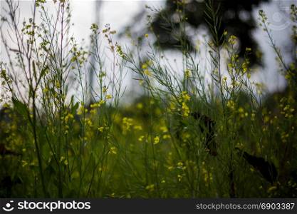 False pakchoi and flowers field