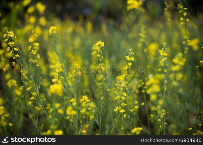 False pakchoi and flowers field