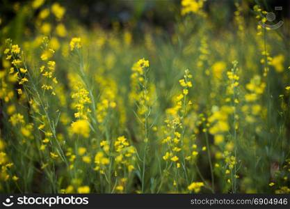 False pakchoi and flowers field