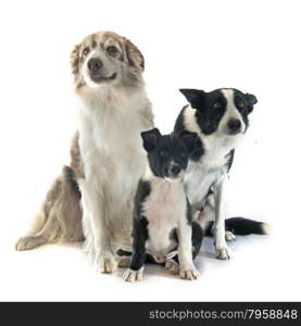 family border collier in front of white background