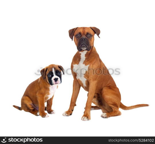 Family boxer dogs isolated on a white backgrond