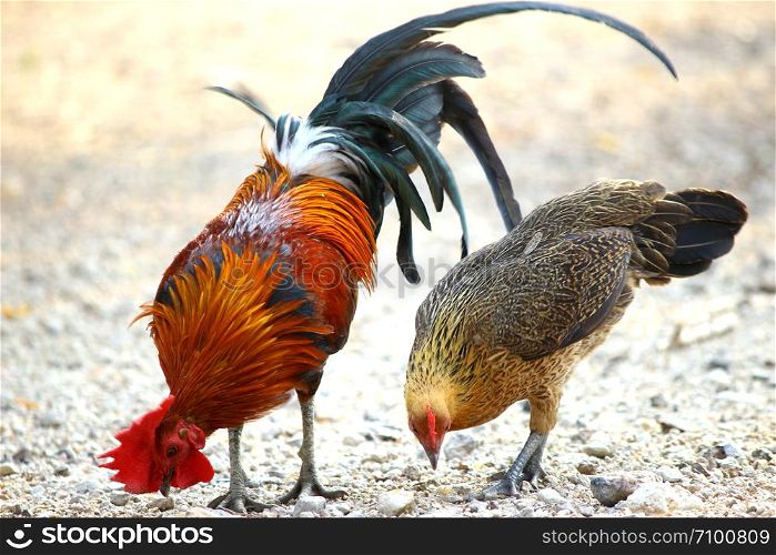 family chicken countryside fighting cock rooster Thailand