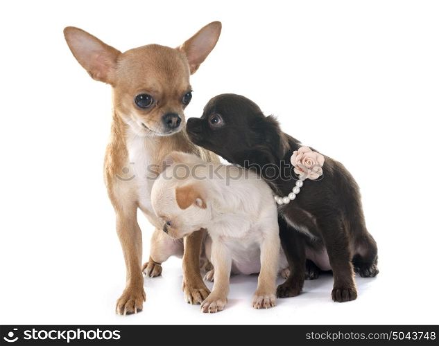 family chihuahua in front of white background