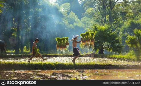 Family farmer work to keep the rice to be sold,Farmers grow rice in the rainy season.Asia,Thailand.