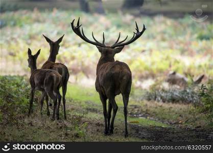 Family group herd of red deer stag cervus elaphus during rut season in forest landscape during Autumn Fall