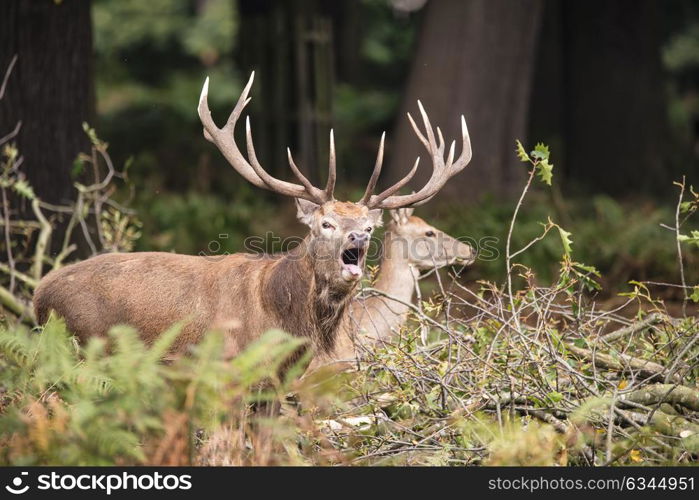 Family group herd of red deer stag cervus elaphus during rut season in forest landscape during Autumn Fall