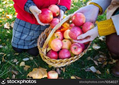 family harvesting - the girl holds juicy apples near basket with apples in a in the garden