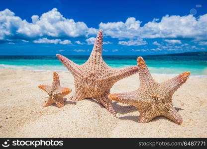 Family holiday concept. Family holiday concept - sea-stars walking on sand beach against waves background