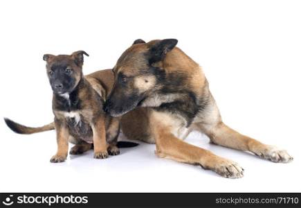 family malinois in front of white background