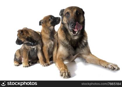family malinois in front of white background