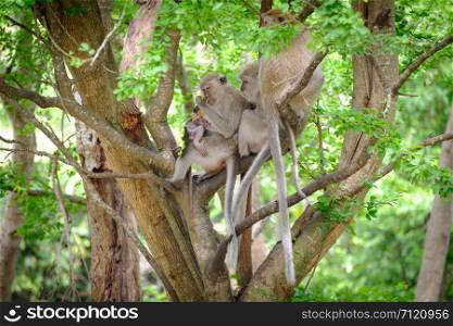 Family monkey sitting on a tree, eating fruit, banana, watermelon.