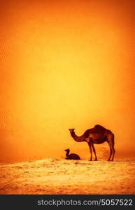 Family of camels in desert, big tall camel with her child resting on hot sand in dune, beautiful nature, wild mammal, wildlife concept