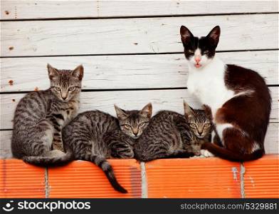 Family of cats resting on bricks on a white wooden of background