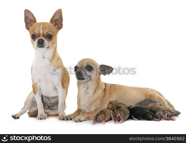 family of chihuahua in front of white background