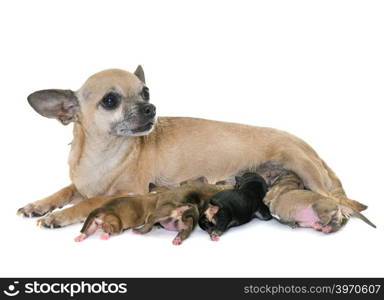 family of chihuahua in front of white background