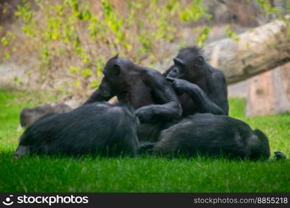 Family of Chimpanzees Relaxing