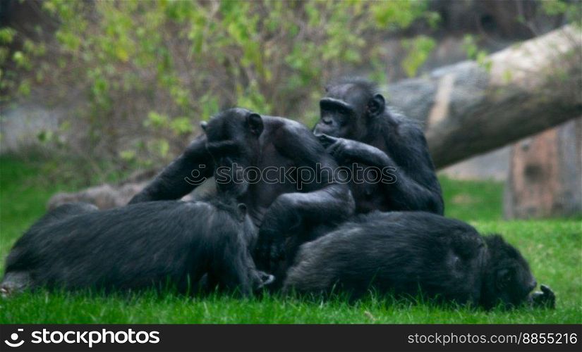 Family of Chimps