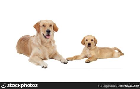Family of dogs golden lying on floor isolated on white background