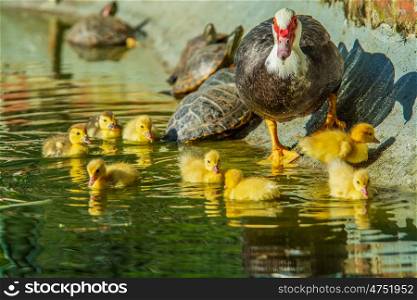 Family of ducks. Family of ducks, A mother duck and six baby duck in a garden lake