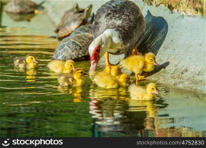 Family of ducks. Family of ducks, A mother duck and six baby duck in a garden lake