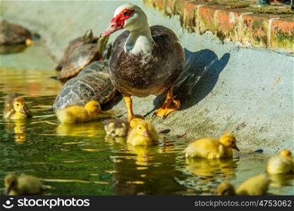 Family of ducks. Family of ducks, A mother duck and six baby duck in a garden