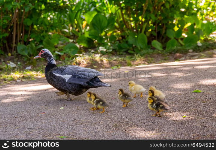 Family of ducks. Family of ducks, A mother duck and six baby duck in a garden lake