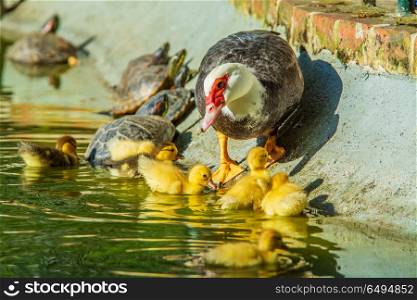 Family of ducks. Family of ducks, A mother duck and six baby duck in a garden