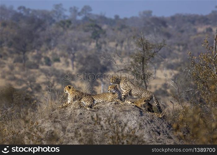 Family of four Cheetahs resting in termite mound in Kruger National park, South Africa ; Specie Acinonyx jubatus family of Felidae. Cheetah in Kruger National park, South Africa