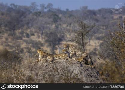 Family of four Cheetahs resting in termite mound in Kruger National park, South Africa ; Specie Acinonyx jubatus family of Felidae. Cheetah in Kruger National park, South Africa