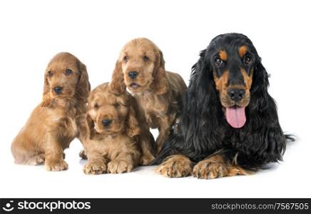 family of four english cocker in a studio