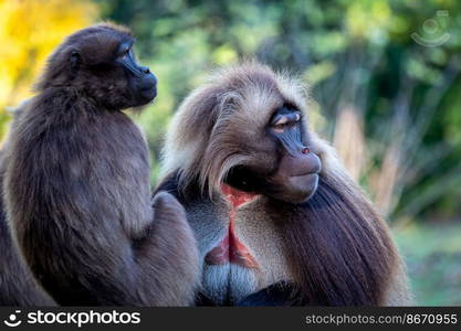 Family of gelada baboons (Theropithecus gelada)