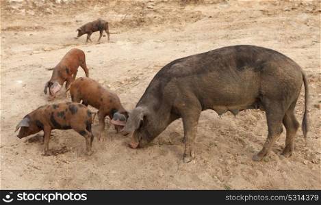 Family of Iberian Pigs in the countryside