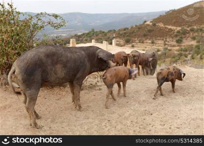 Family of Iberian Pigs in the countryside