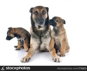 family of malinois in front of white background