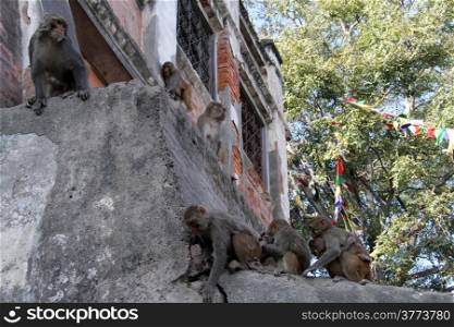 Family of monkeys near the wall of temple in Khatmandu, Nepal